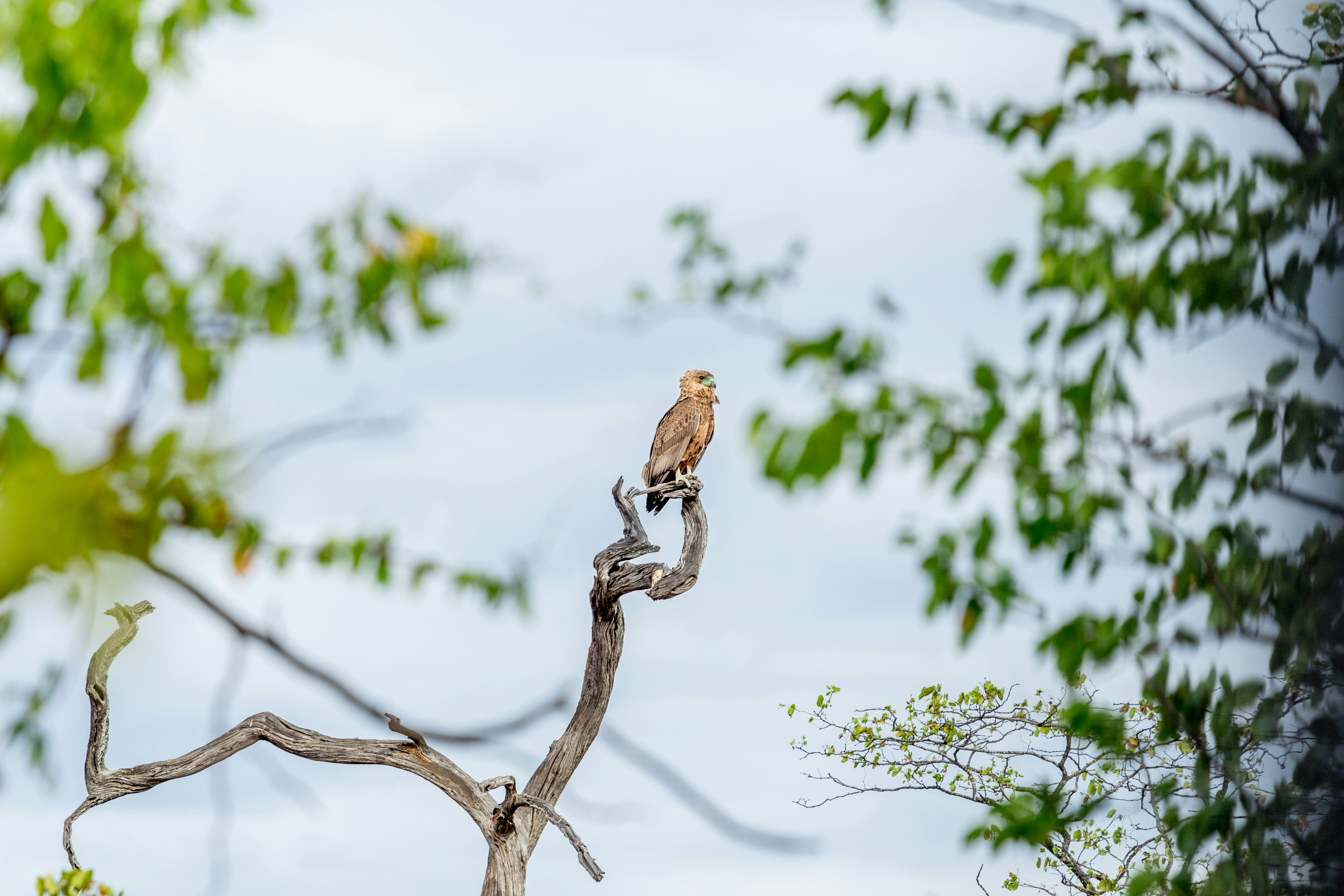 landscape photography of bird on tree branch